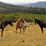 Great Places to Visit in Lovely Hamilton, Montana