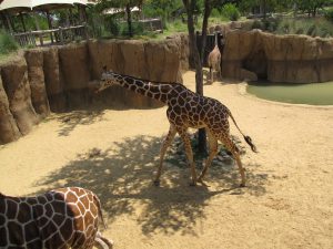 visit dallas zoo