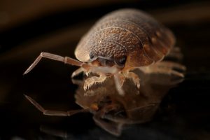 How To Get Rid Of Bed Bugs In A Hotel