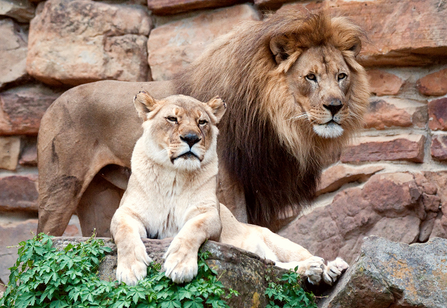 Visiting The Fort Worth Zoo in Texas