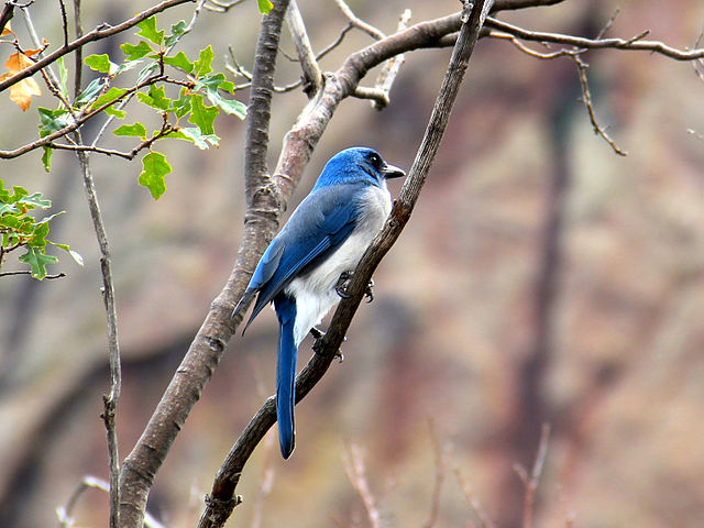 Birds, Animals and Plant Species at Big Bend National Park Texas